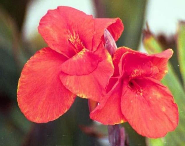 <canna lily> 6