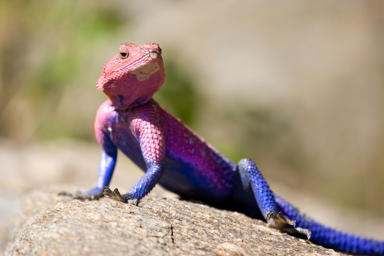 lizard.png