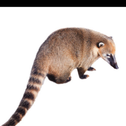 coatimundi.png