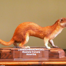 weasel.png