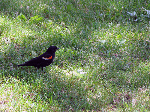 Red_Winged_Blackbird_0025_5342.jpg