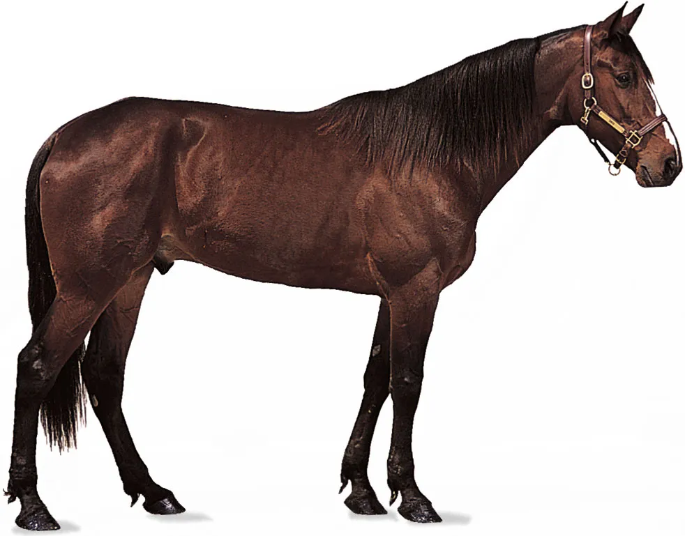 horse.png